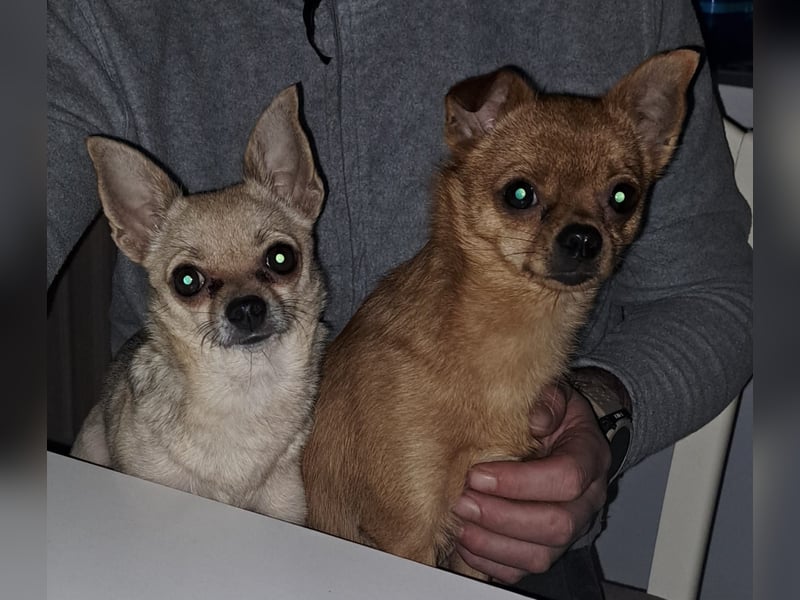 Chihuahua Mix Hundewelpen