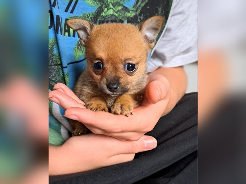 Chihuahua Mix Hundewelpen