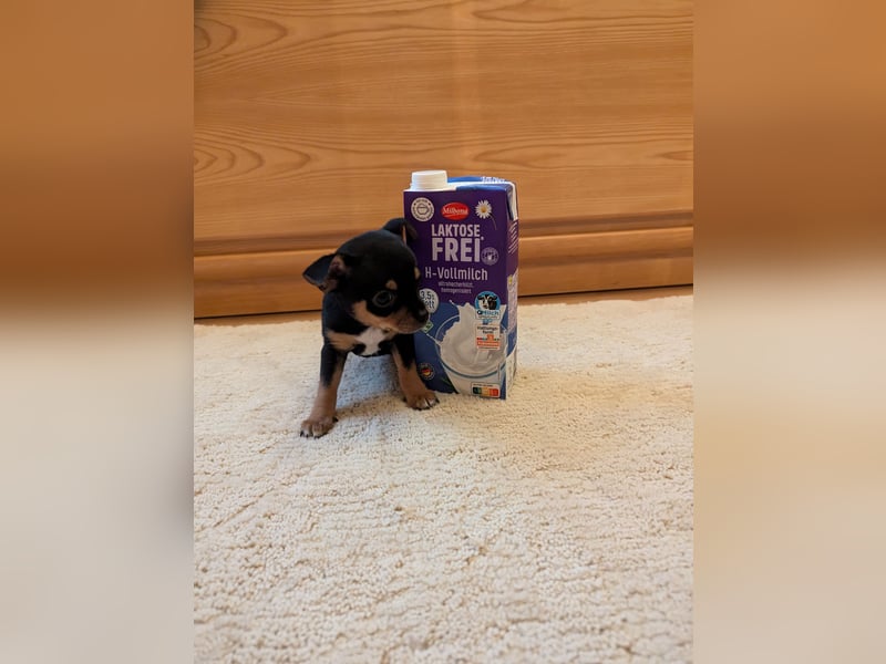 Chihuahua Welpen zu verkaufen