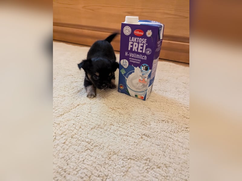 Chihuahua Welpen zu verkaufen