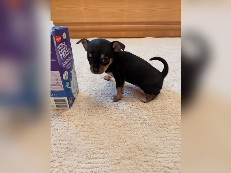 Chihuahua Welpen zu verkaufen