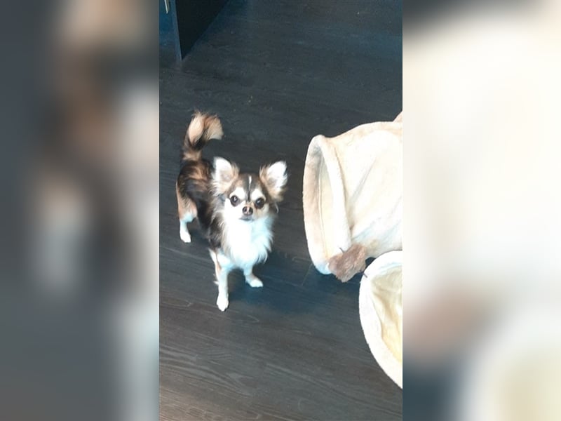 Chihuahua mix welpe