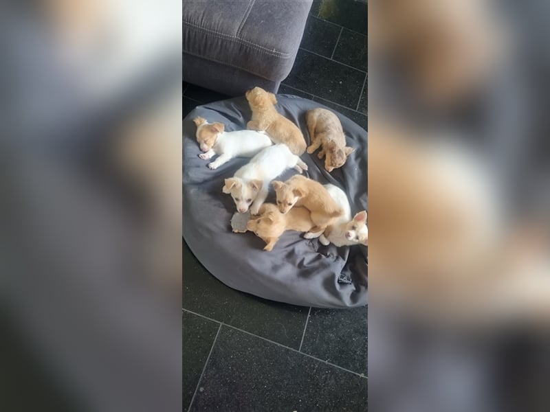 Chihuahua Welpen zu verkaufen