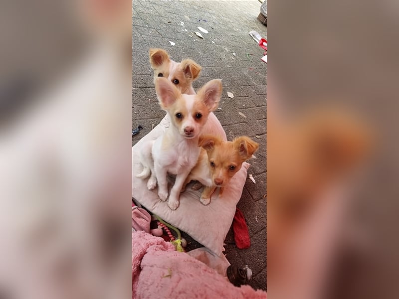 Chihuahua Welpen zu verkaufen