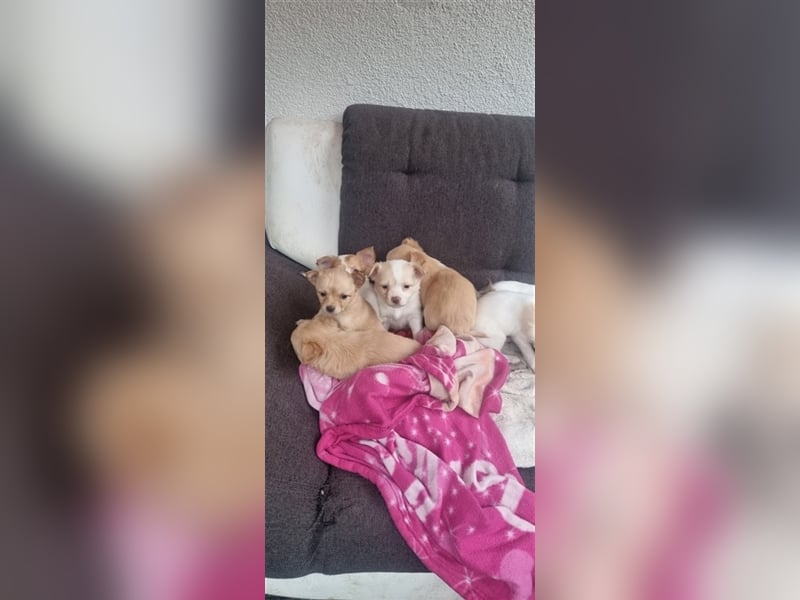 Chihuahua Welpen zu verkaufen