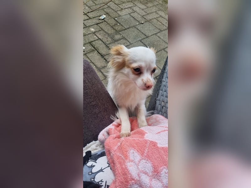 Chihuahua Welpen zu verkaufen