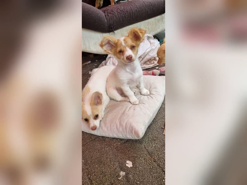 Chihuahua Welpen zu verkaufen