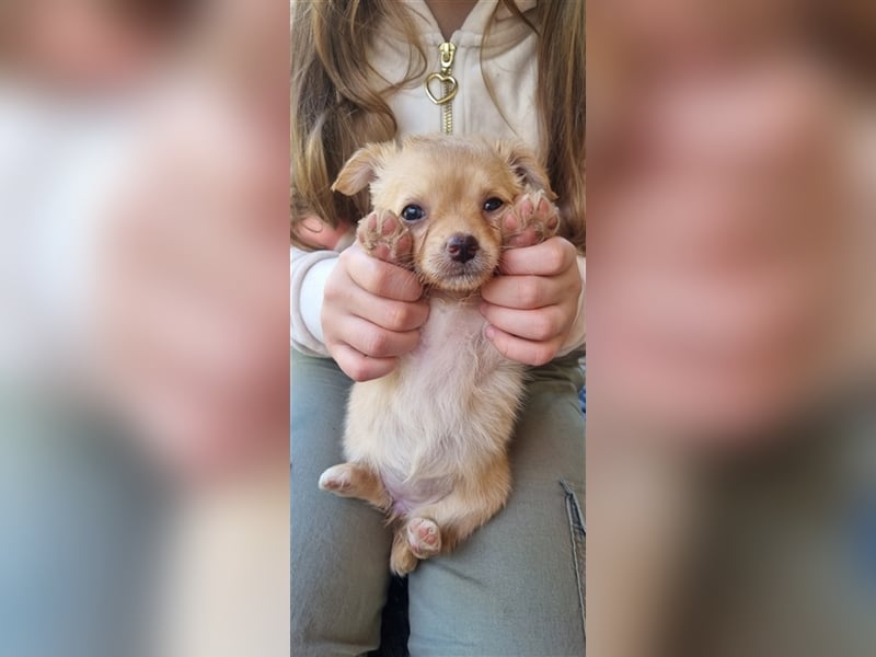 Chihuahua Welpen zu verkaufen