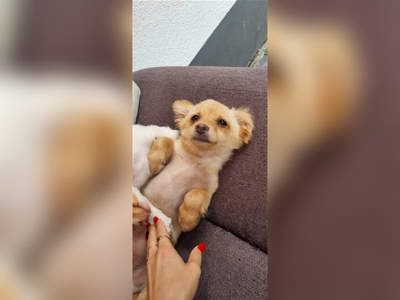 Chihuahua Welpen zu verkaufen