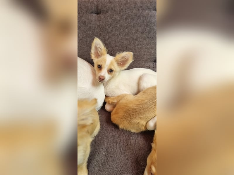 Chihuahua Welpen zu verkaufen