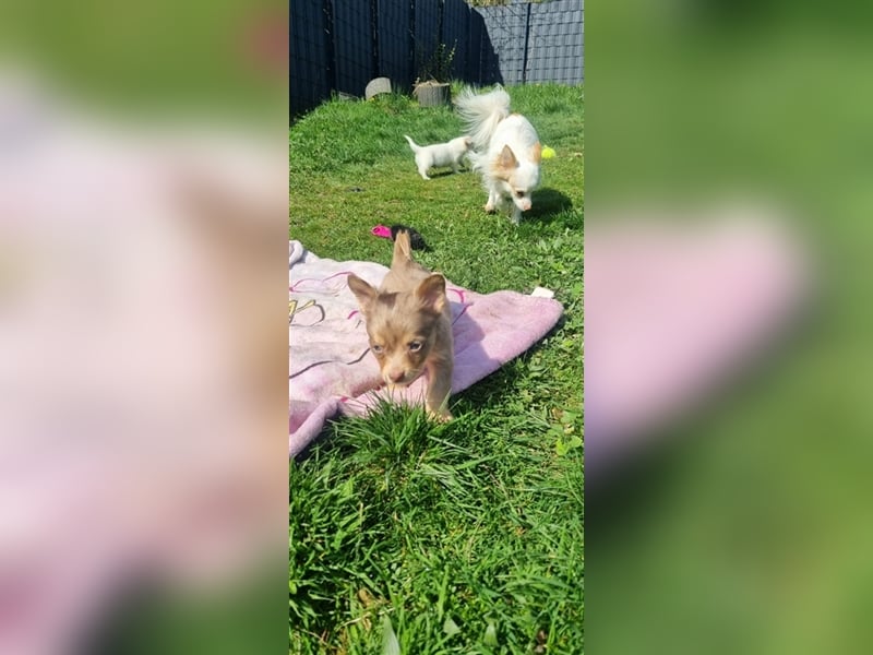 Chihuahua Welpen zu verkaufen