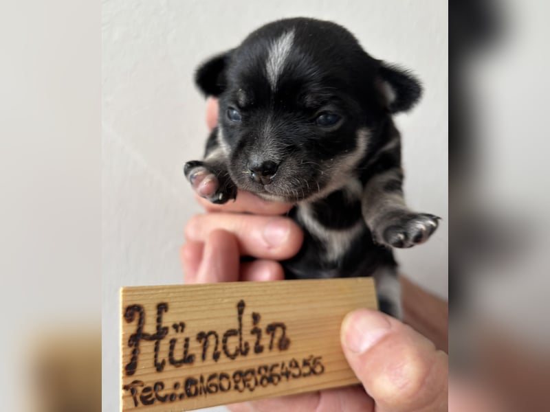 Chihuahua Welpen ab 22.08 abzugeben
