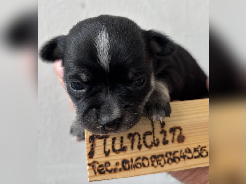 Chihuahua Welpen ab 22.08 abzugeben