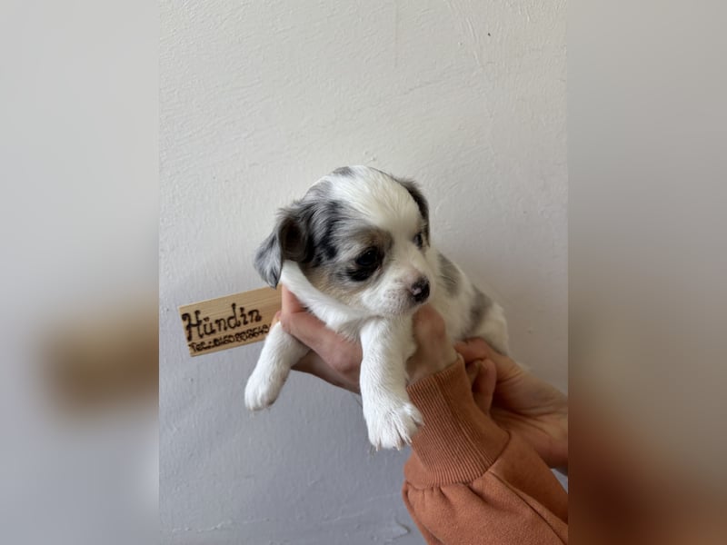 Chihuahua Langhaar Welpen ab Mitte Mai abzugeben