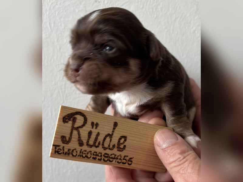 Chihuahua Welpen ab 22.08 abzugeben
