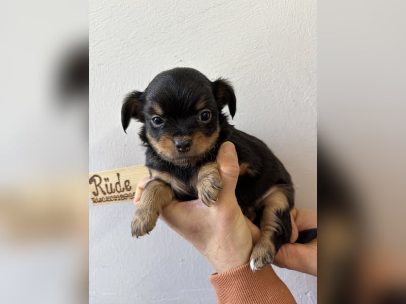 Chihuahua Langhaar Welpen ab Mitte Mai abzugeben
