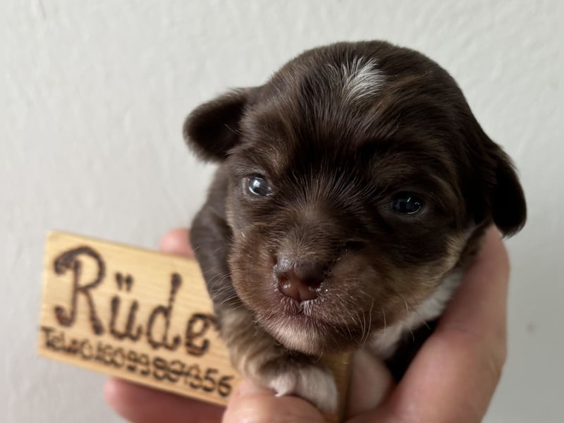 Chihuahua Welpen ab 22.08 abzugeben