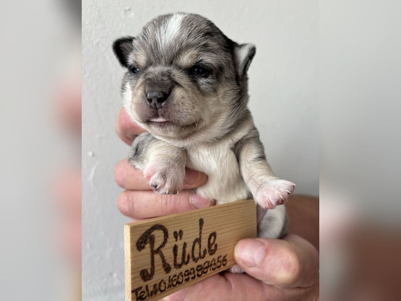 Chihuahua Welpen ab 22.08 abzugeben