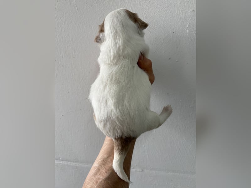 Chihuahua Langhaar Welpen ab Mitte Mai abzugeben