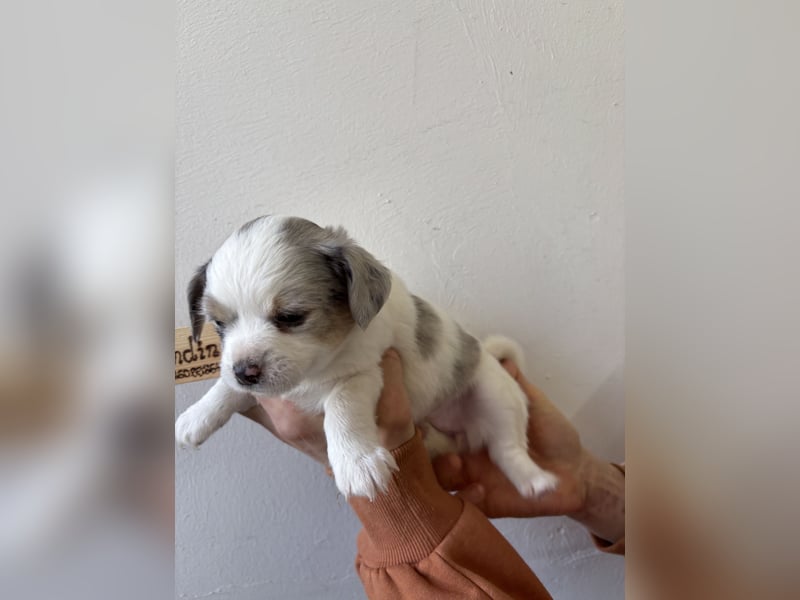 Chihuahua Langhaar Welpen ab Mitte Mai abzugeben