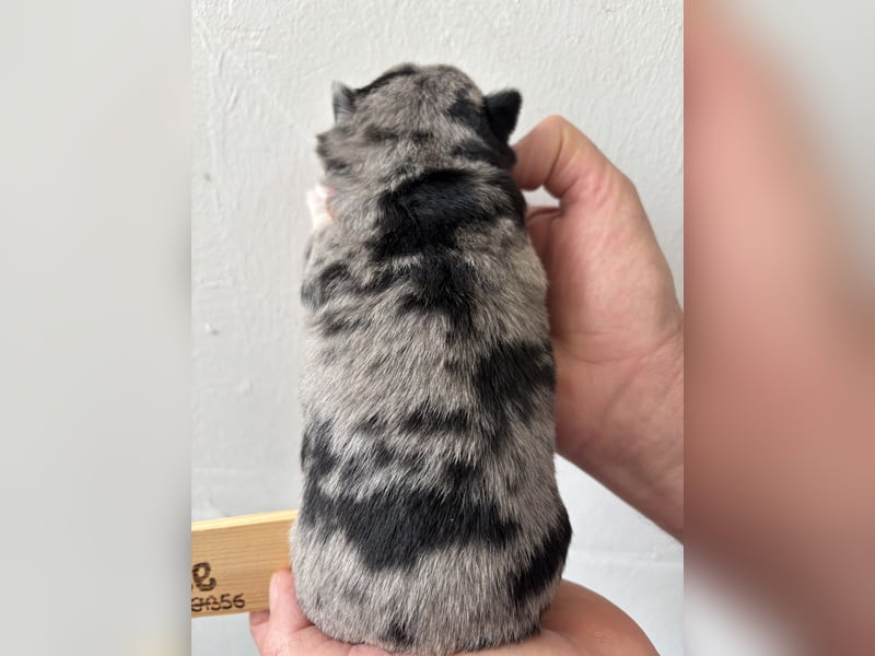 Chihuahua Welpen ab 22.08 abzugeben