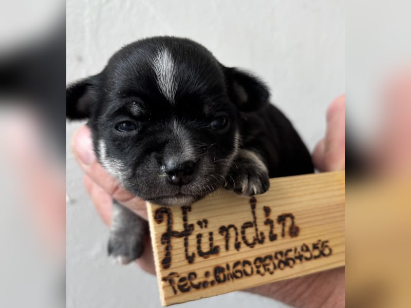Chihuahua Welpen ab 22.08 abzugeben