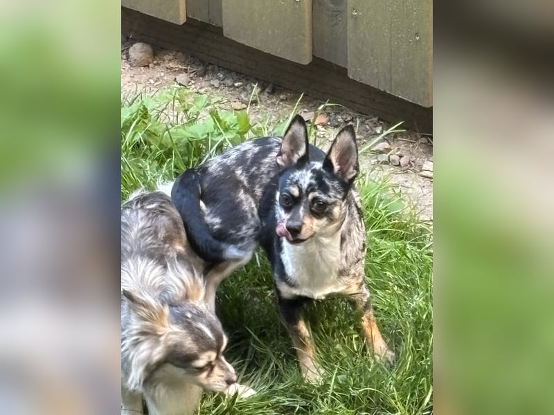 Chihuahua Welpen ab 22.08 abzugeben