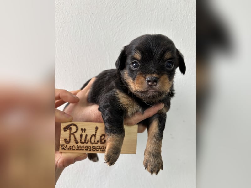 Chihuahua Langhaar Welpen ab Mitte Mai abzugeben