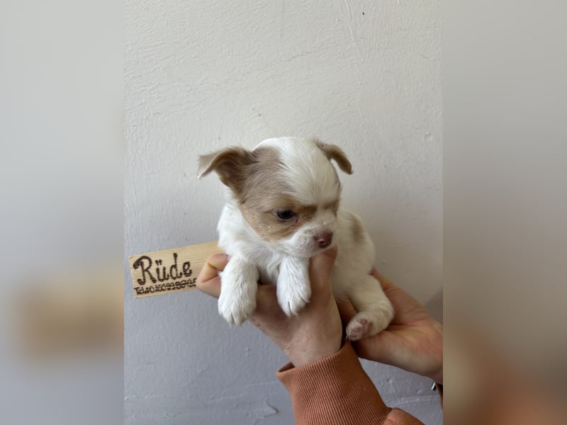Chihuahua Langhaar Welpen ab Mitte Mai abzugeben
