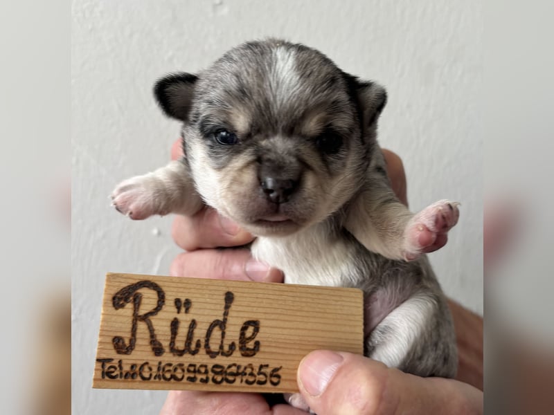 Chihuahua Welpen ab 22.08 abzugeben