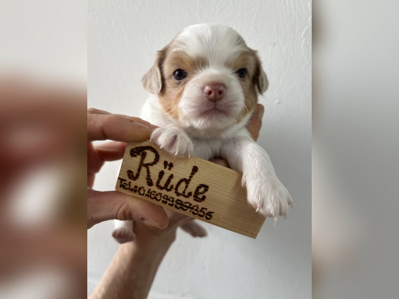 Chihuahua Langhaar Welpen ab Mitte Mai abzugeben