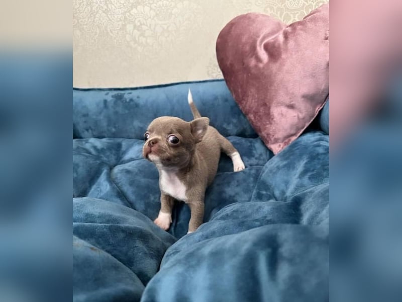 Chihuahua mini welpen