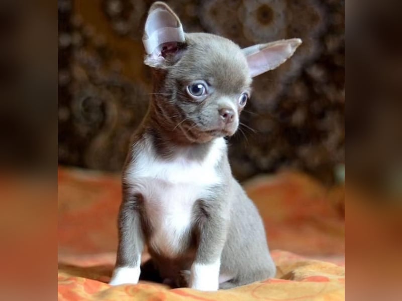 Chihuahua mini welpen