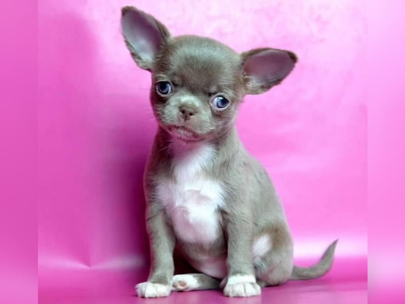 Chihuahua mini welpen