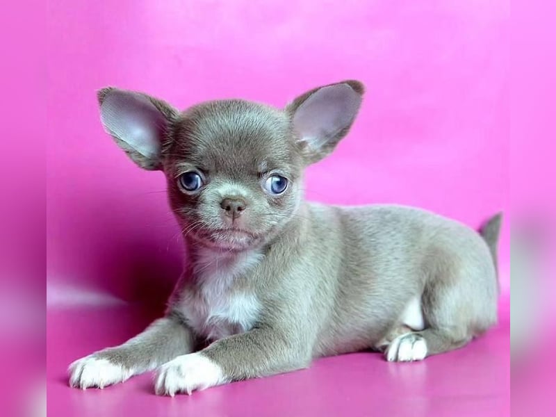 Chihuahua mini welpen