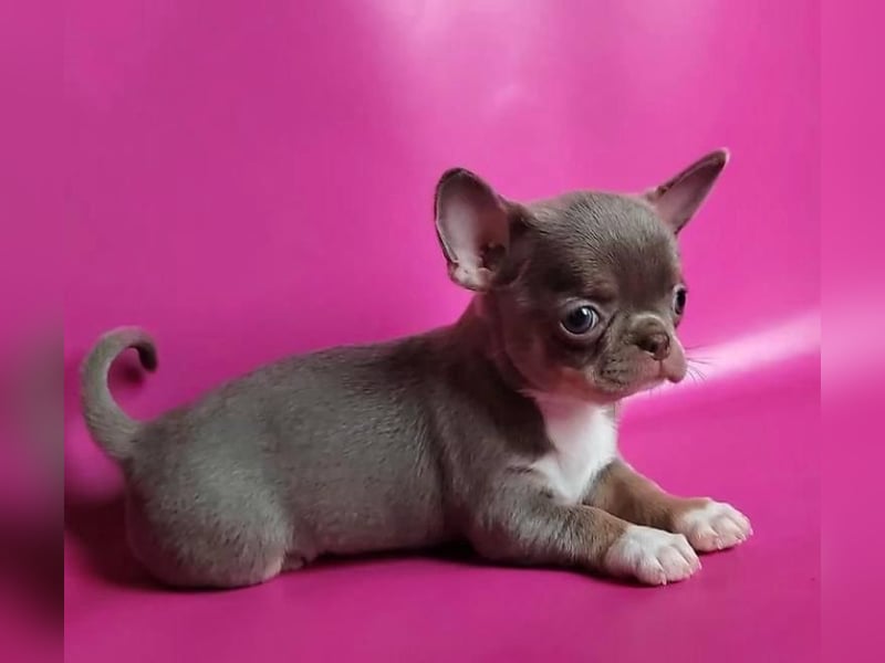 Chihuahua mini welpen
