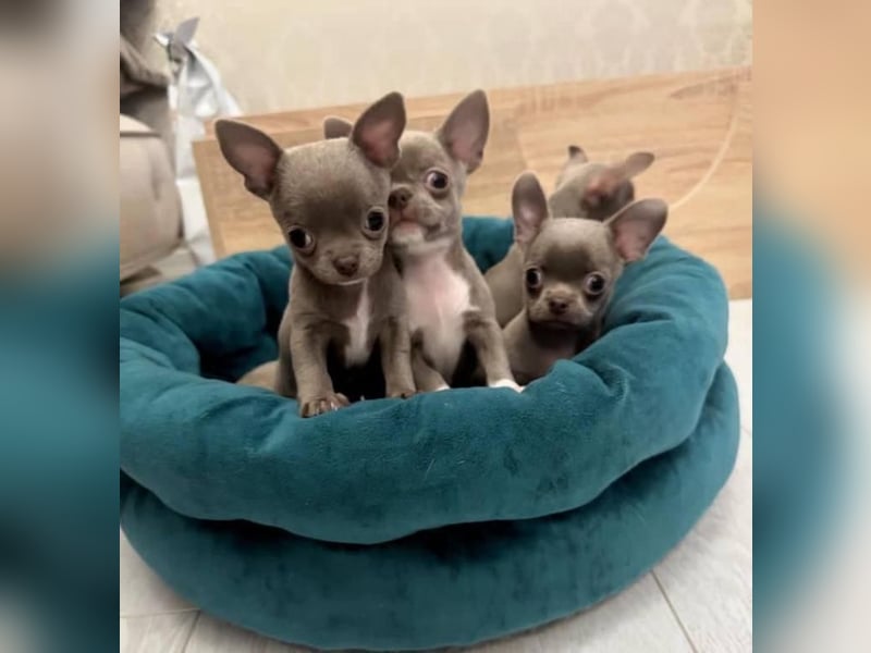 Chihuahua mini welpen