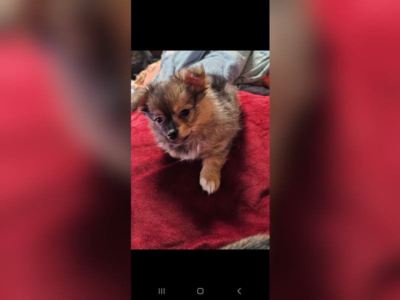 Chihuahua pomeranian Mix