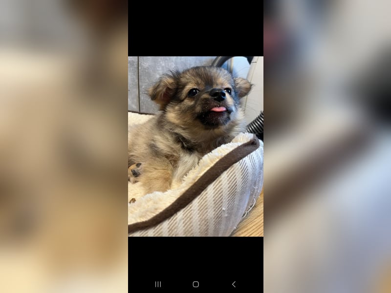 Chihuahua pomeranian Mix