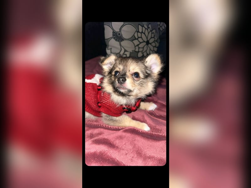 Chihuahua pomeranian Mix