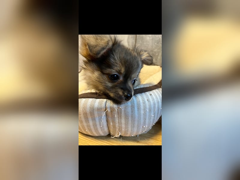 Chihuahua pomeranian Mix