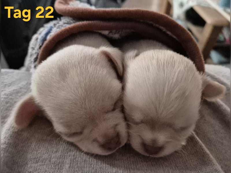 Chihuahua Welpen