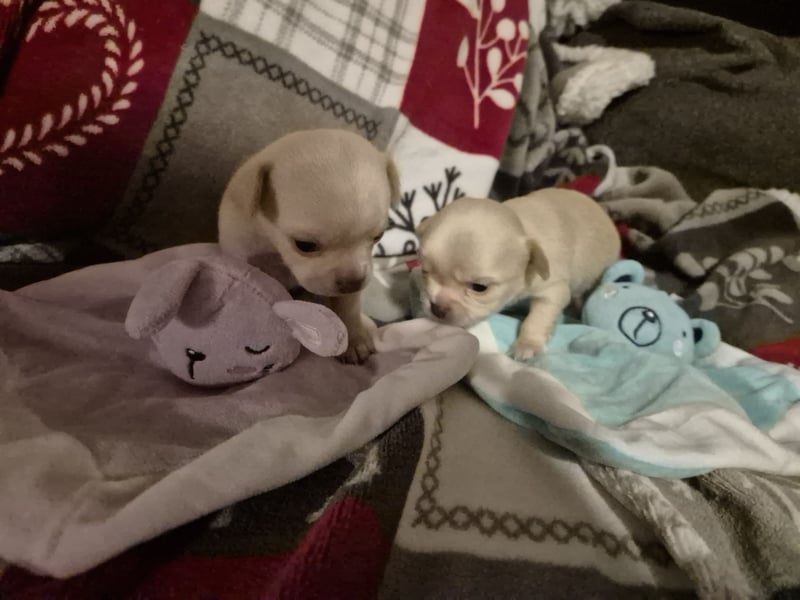 Chihuahua Welpen