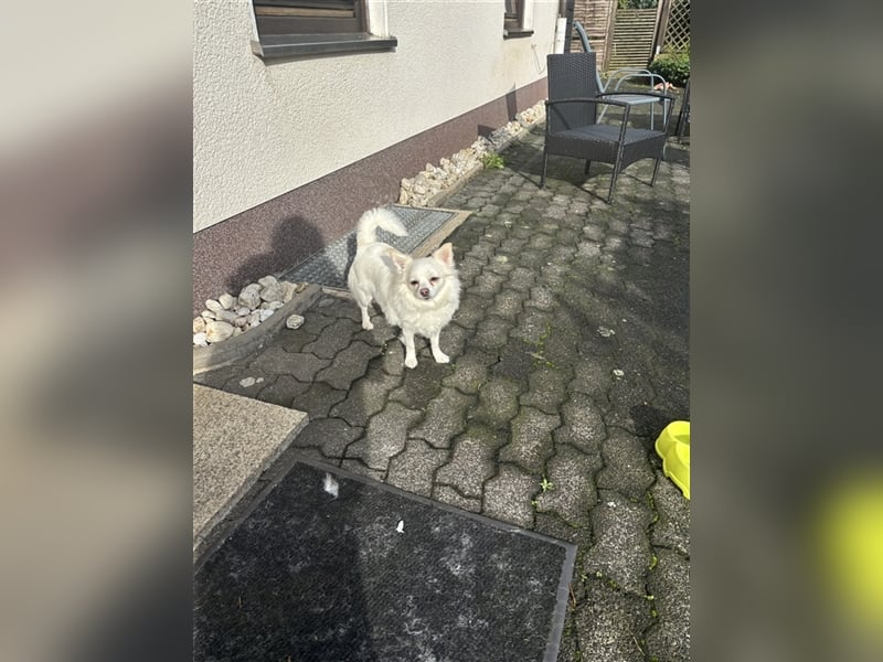 Snow Chihuahua Kleinspitz Mischling