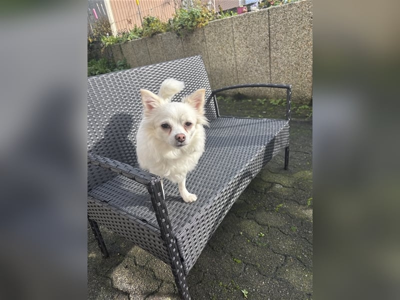 Snow Chihuahua Kleinspitz Mischling
