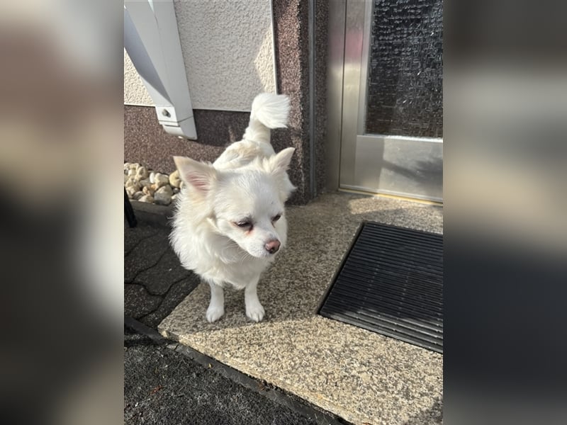 Snow Chihuahua Kleinspitz Mischling