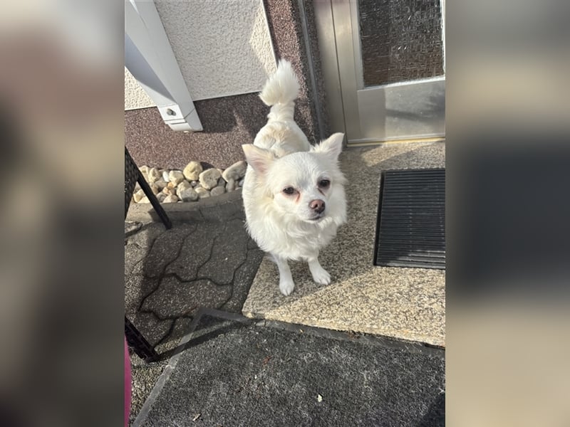 Snow Chihuahua Kleinspitz Mischling
