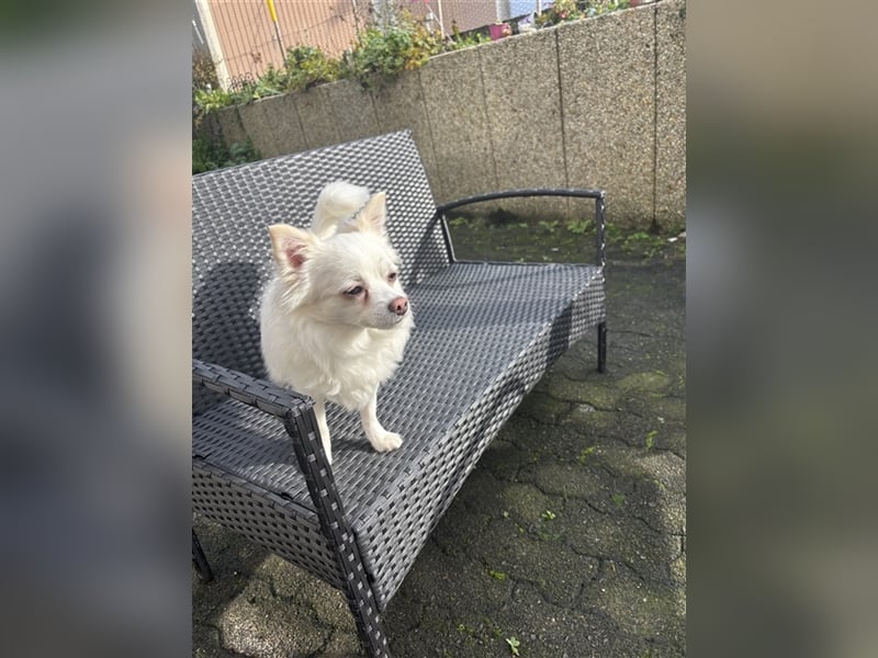 Snow Chihuahua Kleinspitz Mischling