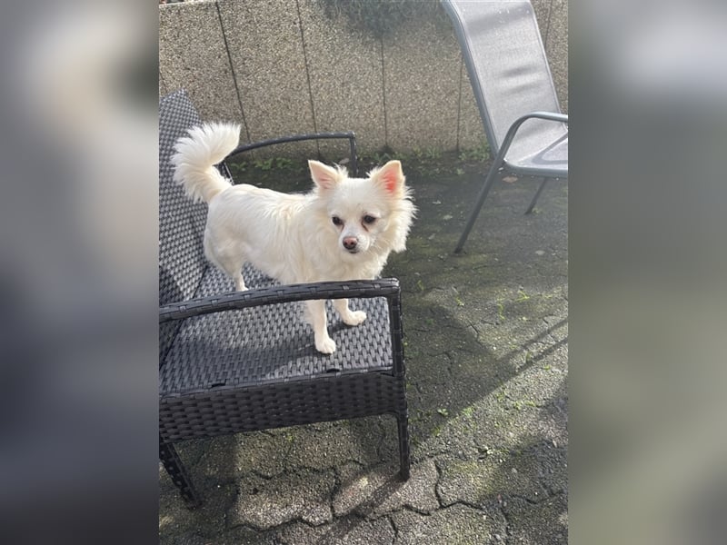 Snow Chihuahua Kleinspitz Mischling