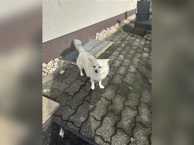 Snow Chihuahua Kleinspitz Mischling